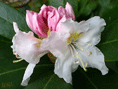 Rhododendron ohne Worte