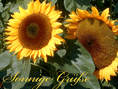 Zwei Sonnenblumen mit Text Sonnige Grüße