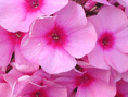 Rosa Sommerblüten mit Text, Ich denk an Dich