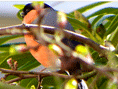 Rotfink im Zierapfelbaum
