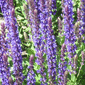 Lavendel Zauber