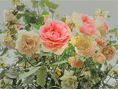 In dem ewig zarten Duft der Rose liegt die Erinnerung an allen ZAUBER des Lebens.