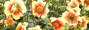 Blumenmeer, das zur Karte des Tages führt mit LICHT und LIEBE von HYZARA