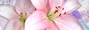 Weiß. rosa Lilie, die zur Weisheitskarte des Tages von HERZTOR führt