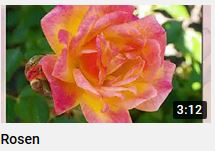 Eine Rosensammlung in Bildern von HERZTOR als youtube Film