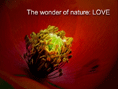 The Wonder of Nature: LOVE