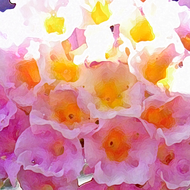 LICHT UND LIEBE rosenzart und goldgetaucht die wahre LICHT und LIEBES Kunst im LEBEN von MUTTER ERDE HYZARA BLÜTENZAUBER