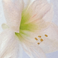 Blüten Kegel der Weißheit
